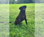 Small #1 Mutt