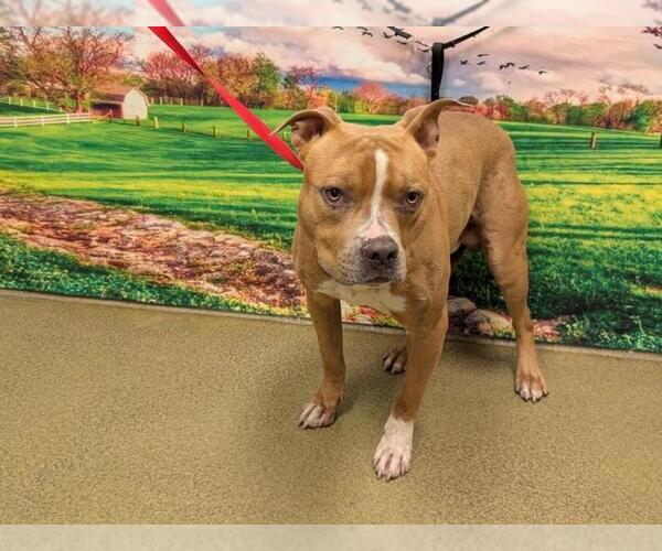 Medium Photo #1 American Pit Bull Terrier-Unknown Mix Puppy For Sale in Moreno Valley, CA, USA