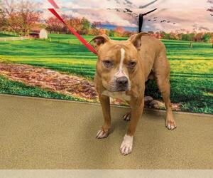 American Pit Bull Terrier-Unknown Mix Dogs for adoption in Moreno Valley, CA, USA