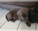 Small #3 Labrador Retriever