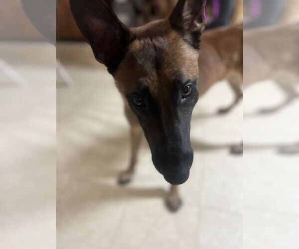 Medium Photo #7 Mutt Puppy For Sale in Stevens Point, WI, USA