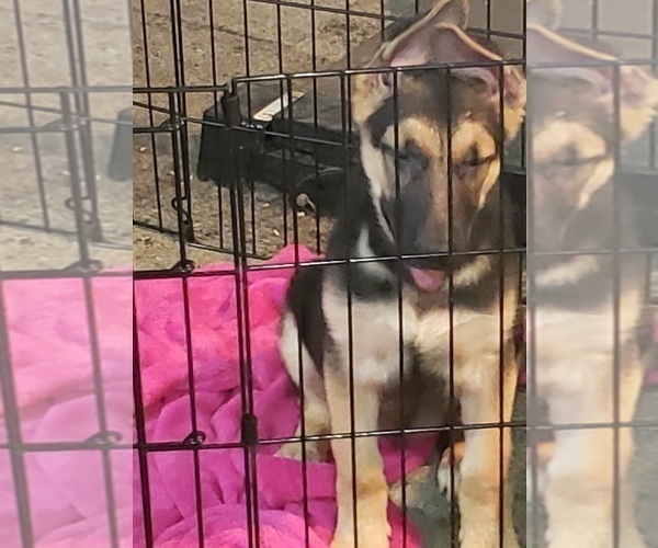 Medium Photo #2 German Shepherd Dog Puppy For Sale in FORT WORTH, TX, USA