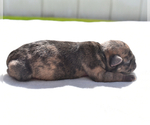 Small #5 Pug