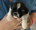 Small Photo #6 Shih Tzu Puppy For Sale in KLONDIKE, TX, USA