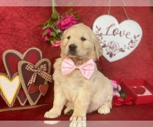 Golden Retriever Puppy for sale in LANCASTER, PA, USA