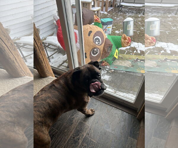 Medium Photo #2 Boxer Puppy For Sale in Woodbury, MN, USA