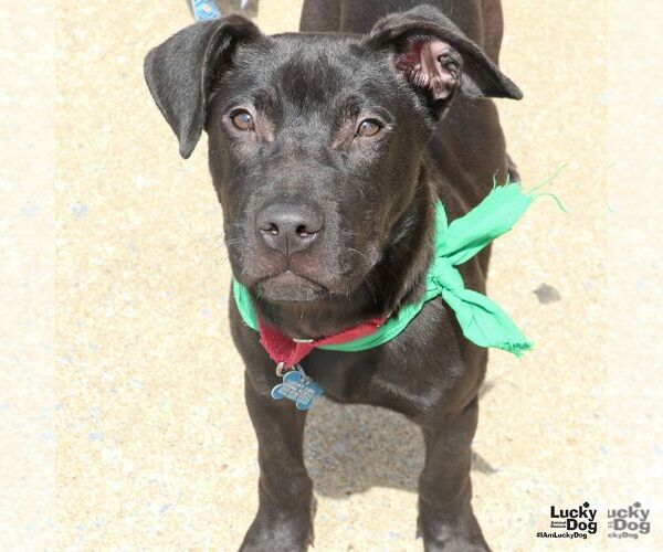 Medium Photo #6 Labrador Retriever-Unknown Mix Puppy For Sale in Washington, DC, USA