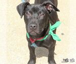 Small #5 Labrador Retriever Mix