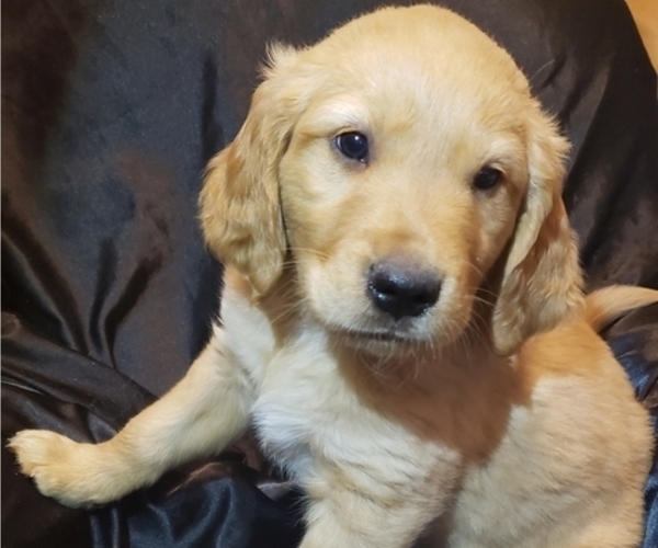 Medium Photo #1 Golden Retriever Puppy For Sale in VICTORIA, TX, USA