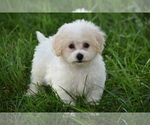 Small #2 Bichpoo