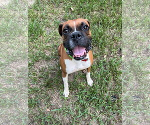 Boxer Dogs for adoption in  Katy, TX, USA