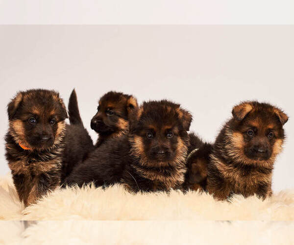 Medium Photo #11 German Shepherd Dog Puppy For Sale in ALICE, TX, USA