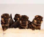 Small Photo #11 German Shepherd Dog Puppy For Sale in ALICE, TX, USA