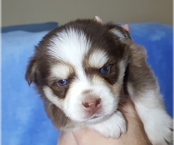 Medium Photo #39 Pomsky Puppy For Sale in RAMONA, CA, USA