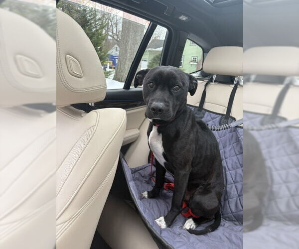 Medium Photo #3 Mutt Puppy For Sale in Woodbury, NY, USA