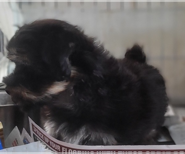 Medium Photo #15 Yorkshire Terrier Puppy For Sale in AKRON, OH, USA