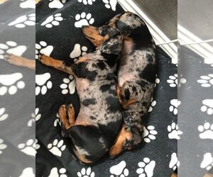 Dachshund Puppy for sale in CARY, NC, USA