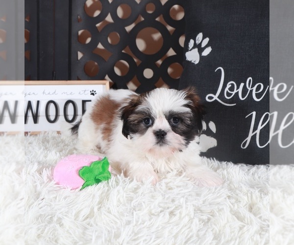 Medium Photo #5 Shih Tzu Puppy For Sale in MOUNT VERNON, OH, USA