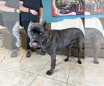 Small #3 Mutt