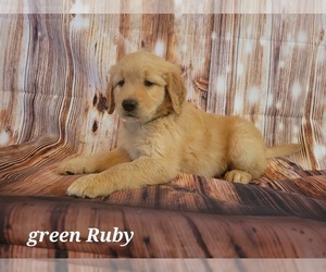 Golden Retriever Puppy for sale in SUN CITY, AZ, USA
