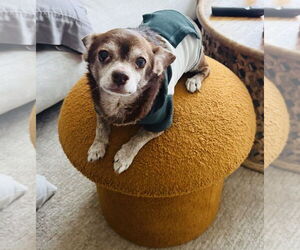 Chihuahua-Unknown Mix Dogs for adoption in Princeton, MN, USA