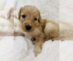 Puppy Puppy 4 Aussiedoodle-Goldendoodle Mix