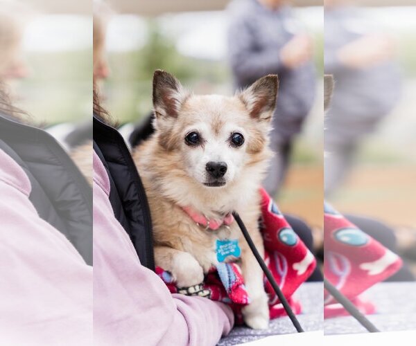 Medium Photo #2 Chihuahua Puppy For Sale in  Ramona, CA, USA