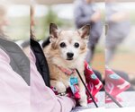 Small #1 Chihuahua
