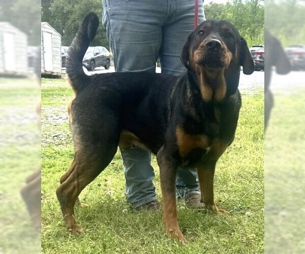 Medium Photo #1 Rottweiler-Unknown Mix Puppy For Sale in Wetumpka, AL, USA