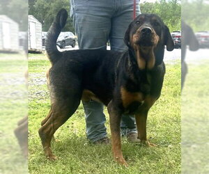 Rottweiler-Unknown Mix Dogs for adoption in Wetumpka, AL, USA