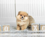 Small Photo #8 Pomeranian Puppy For Sale in WARSAW, IN, USA