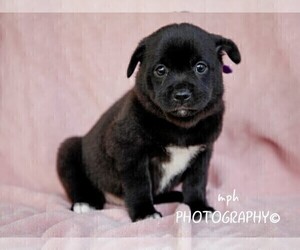 Jug-Shiba Inu Mix Puppy for sale in LIBERTY, KY, USA