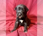 Small Photo #6 Cane Corso Puppy For Sale in LAKE EUFAULA, OK, USA