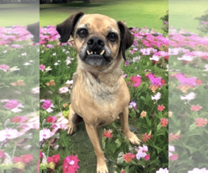 Puggle Dogs for adoption in Newport Beach, CA, USA