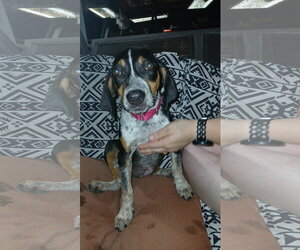 Mable - BO - Female Mutt Dog for Adoption - Photo #4