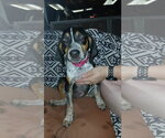 Small Photo #4 Mutt Puppy For Sale in Clinton , MI, USA