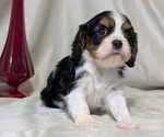 Small #8 Cavalier King Charles Spaniel