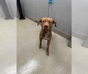American Pit Bull Terrier-Unknown Mix Dogs for adoption in Las Vegas, NV, USA
