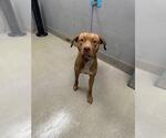 Small American Pit Bull Terrier Mix