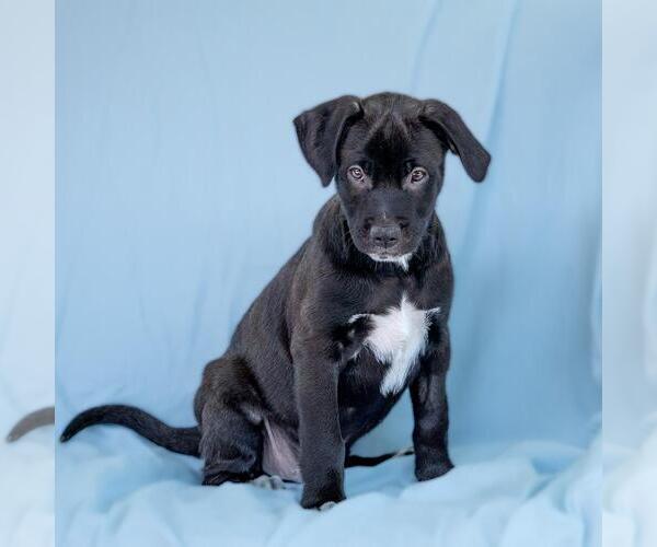 Medium Photo #2 Colonial Cocker Spaniel-Unknown Mix Puppy For Sale in San Diego, CA, USA