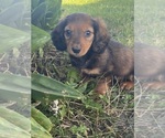 Image preview for Ad Listing. Nickname: Dolly