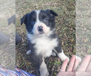 Border Collie Litter for sale in NORBORNE, MO, USA