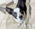 Small #11 Rat Terrier Mix