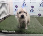 ROCCO - Male Poodle (Miniature)-Unknown Mix Dog for Adoption - Small photo