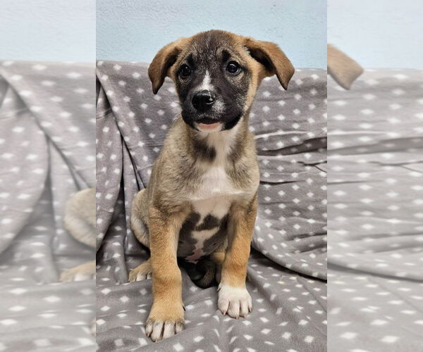 Medium Photo #8 Mutt Puppy For Sale in Lake Forest, CA, USA