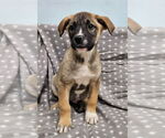 Small #7 Mutt