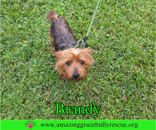 Medium Photo #2 Mutt Puppy For Sale in Milton, FL, USA