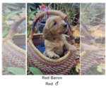 Puppy Red Baron Golden Irish