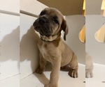 Small Cane Corso