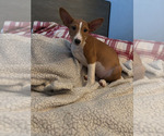 Small #6 Basenji